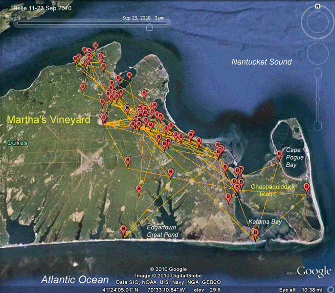 osprey migration tracking